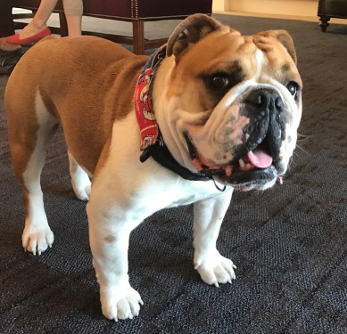 victorebulldogfsf