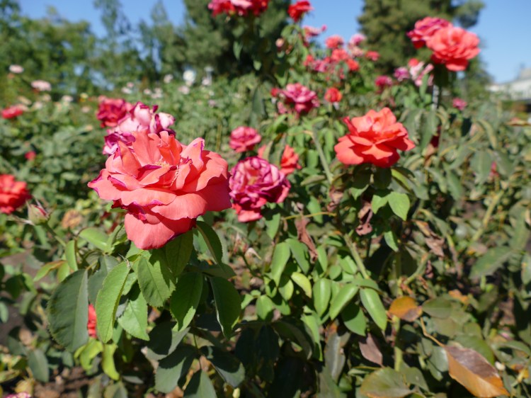 Bright pink roses on campus