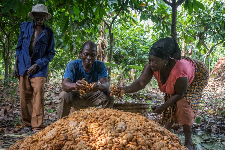 Cocoa farmers in Ghana