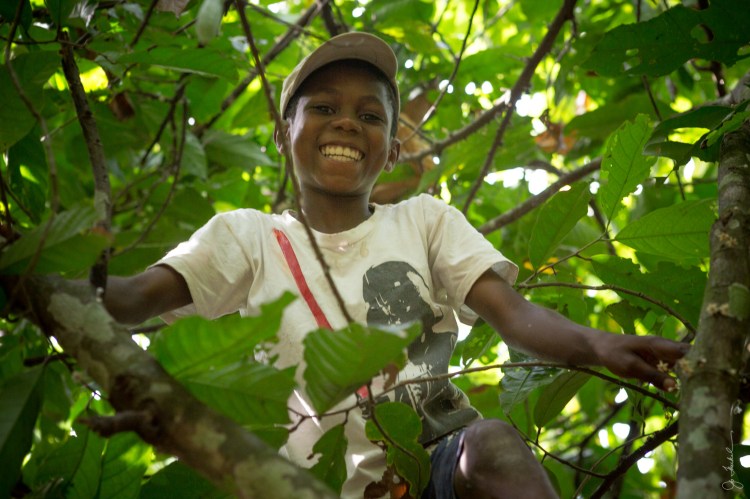 Young Ghana boy in a cocoa tree