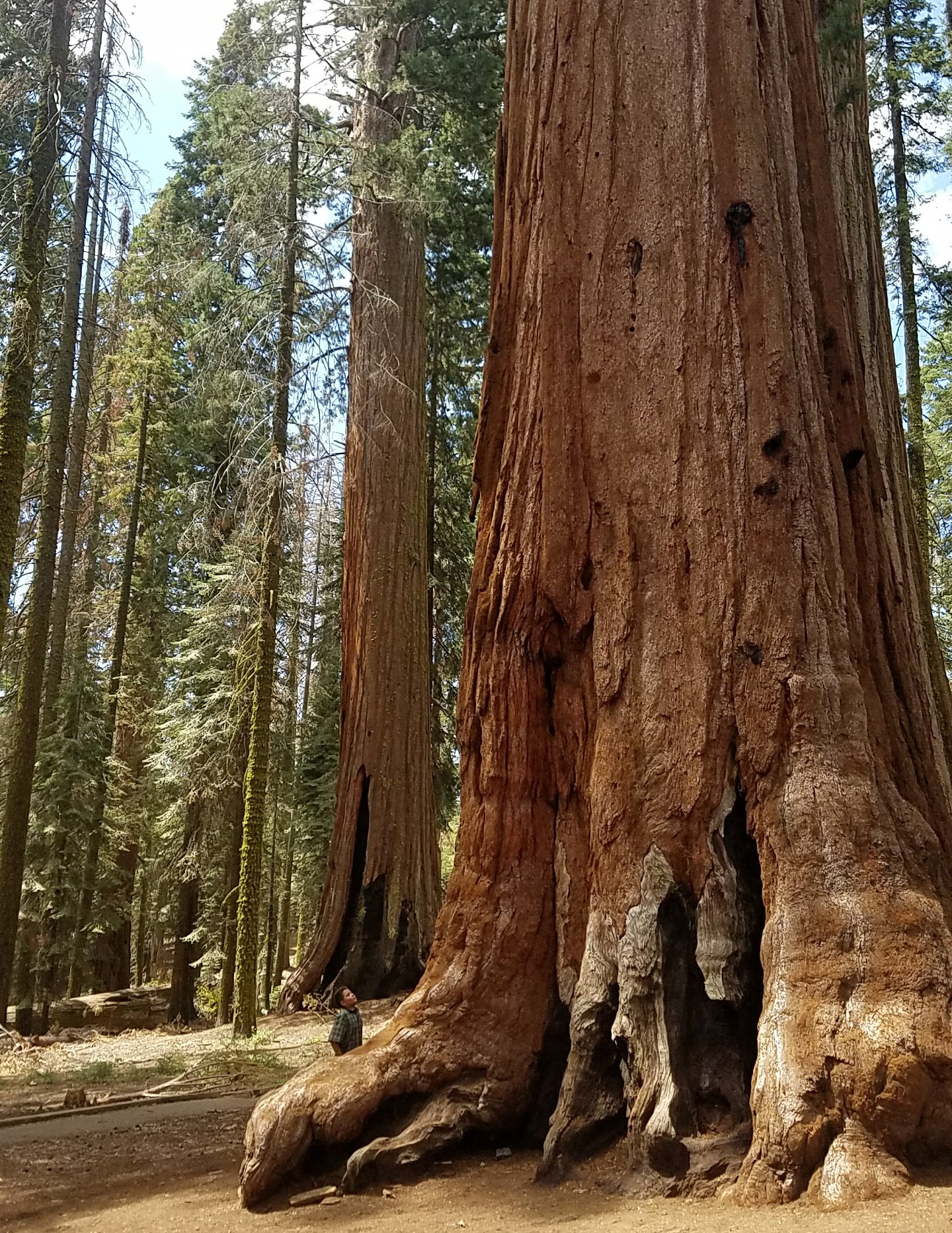 Benson Kirk looks up at a giant sequoia in McKinley Grove.