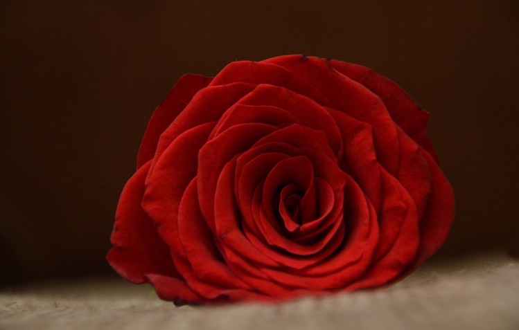 Red Rose