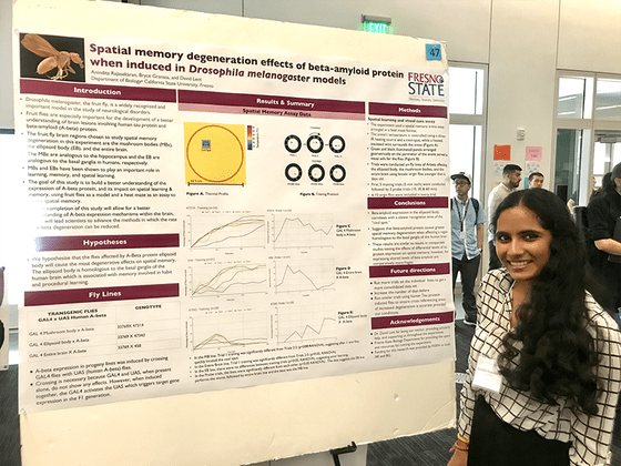 Anindita Rajasekaren - Spatial memory degeneration effects of beta-amyloid protein when induced in Drosophila melanogaster models.