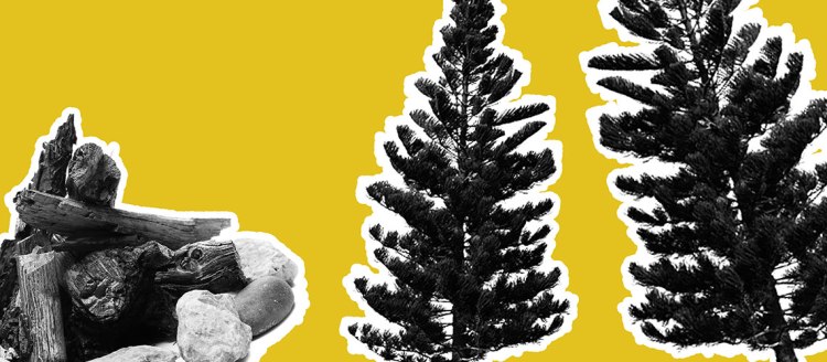 Two conifers and a campfire