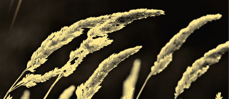 Tan wheat appears to blow in the wind in front of a dark background.