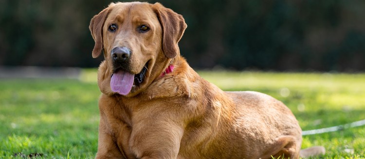 A tan Labrador Retriever dog