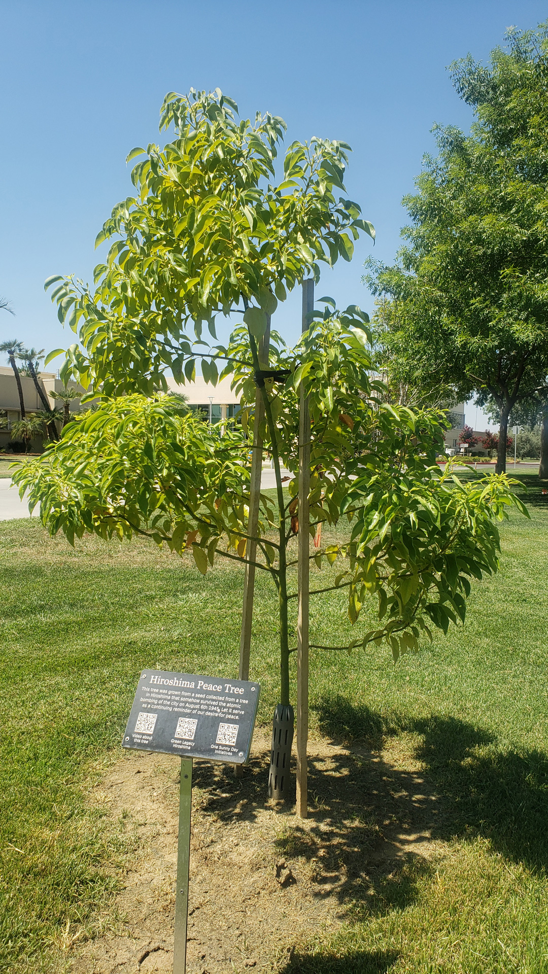 One of three Camphor trees that survived the Hiroshima atomic bomb were planted in the Peace Garden to commemorate the 75th anniversary of the nuclear bombing of Hiroshima and Nagasaki.