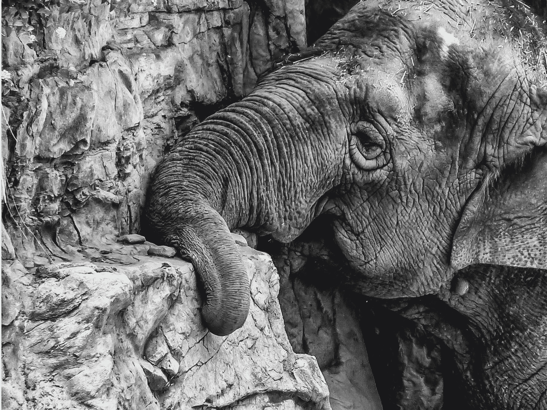 A black and white image of an elephant from the Fresno Chaffee Zoo. The image frames the elephants head and a part of its neck. Its trunk is resting on a wall of rock which extrudes from the wall. The elephant is wrinkled, without tusks, has bits of hay on its forehead and head, and is only slightly opening its eyes.