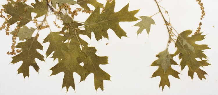 Image of Quercus kelloggii, the black oak, herbarium specimen
