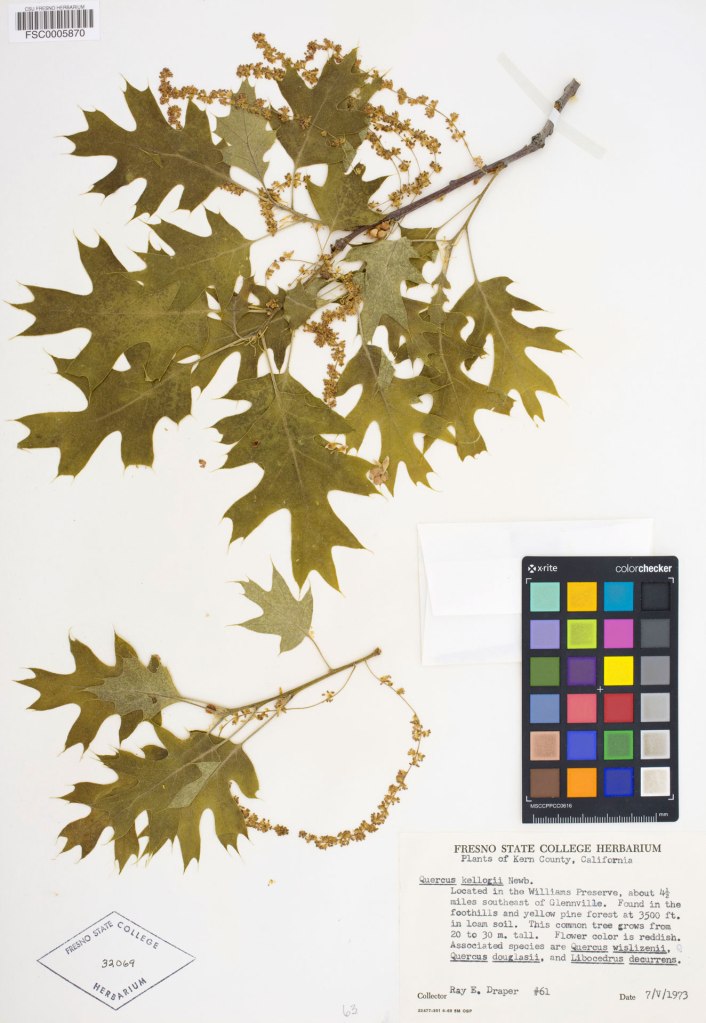 Olive green oak leaves and stems with a color palette and scientific description.